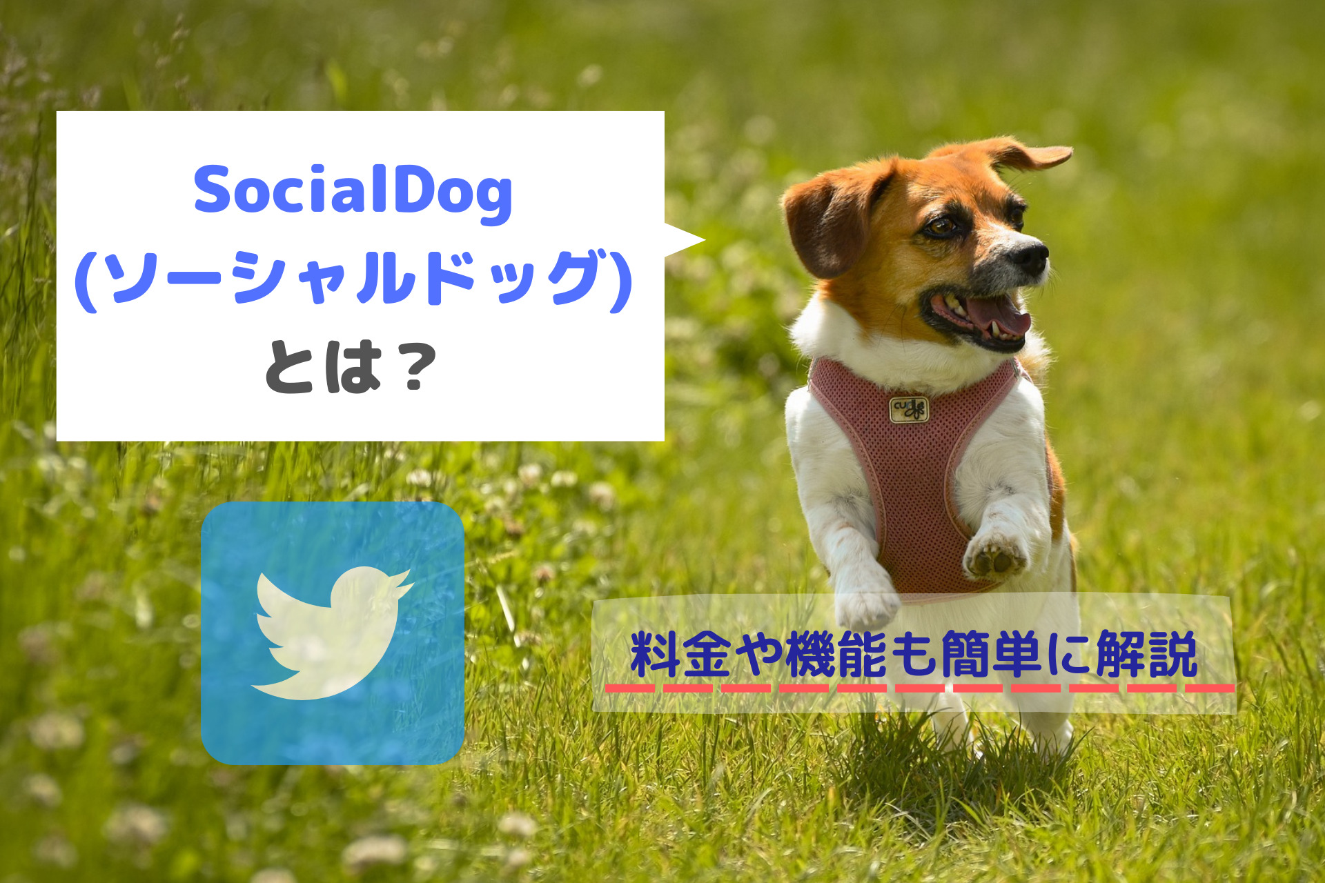 SocialDog(ソーシャルドッグ)とは